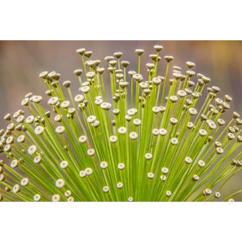arali flower (8)-287324-13822.webp